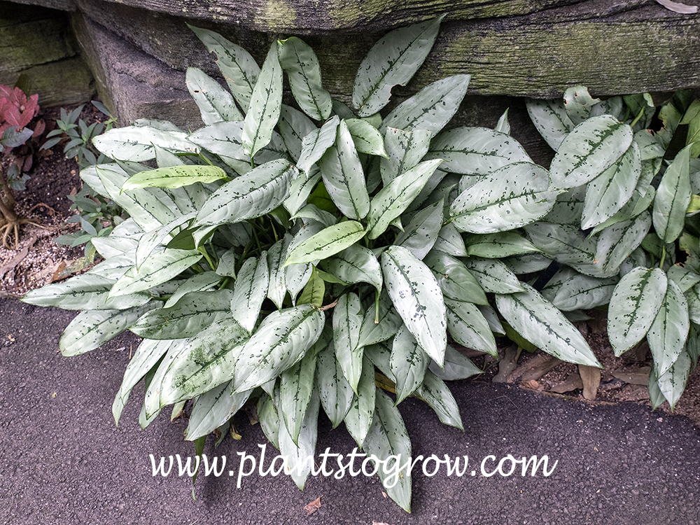 Patricia Chinese Evergreen (Aglaonema)